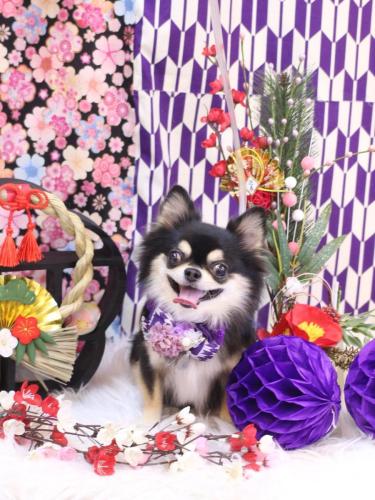 20250115ボスくん